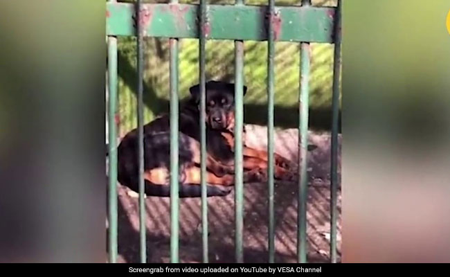 Viral Video: Chinese Zoo Tries To Pass Off Dog In Cage As Wolf