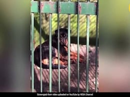 चीन के चिड़ियाघर ने कुत्ते को बना डाला भेड़िया, सोशल मीडिया पर वायरल हो रहा Video चीन के चिड़ियाघर ने कुत्ते को बना डाला भेड़िया, सोशल मीडिया पर वायरल हो रहा Video