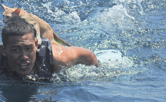 Purrfect Rescue: Thai Navy Saves 4 Cats From Sinking Ship