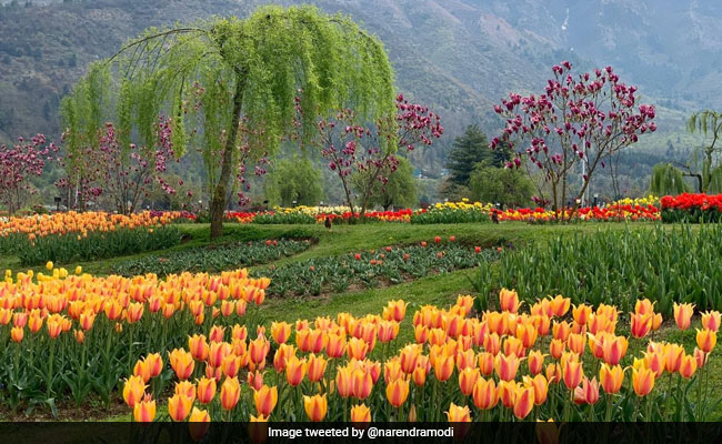 'Welcome To Paradise': Srinagar's Tulip Garden Opens For Visitors
