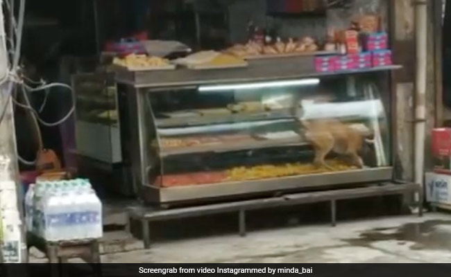 मिठाई काउंटर के अंदर घुसकर कुत्ते ने किया कुछ ऐसा, देखता रह गया दुकानदार, लोगों ने दिए मजेदार रिएक्शन - देखें Video