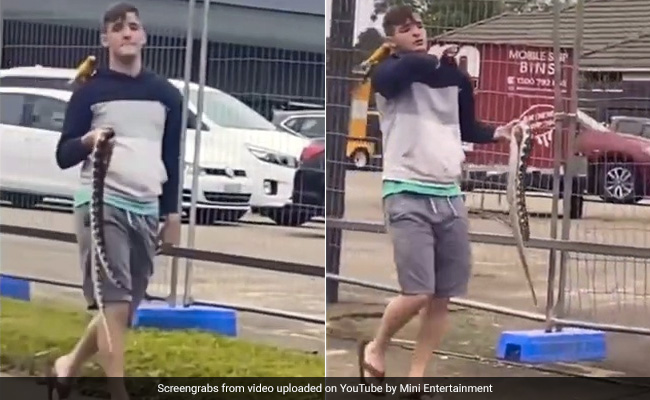 Viral Video: Man Walks Casually With Python In Hand, Parrot On Shoulder
