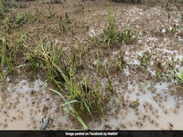 Australians Warned Of Deadly Spider "Boom" After Floods Australians Warned Of Deadly Spider "Boom" After Floods