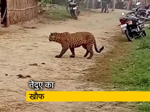 UP: बहराइच में आदमखोर तेंदुए का आतंक, ड्रोन से हो रही तलाश