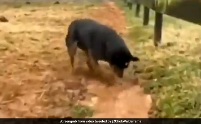 कुत्ते ने मिनटों में कर डाली नहर की खुदाई, तो लोगों को मिला इस बड़ी समस्या का समाधान, की जमकर तारीफ - देखें Video