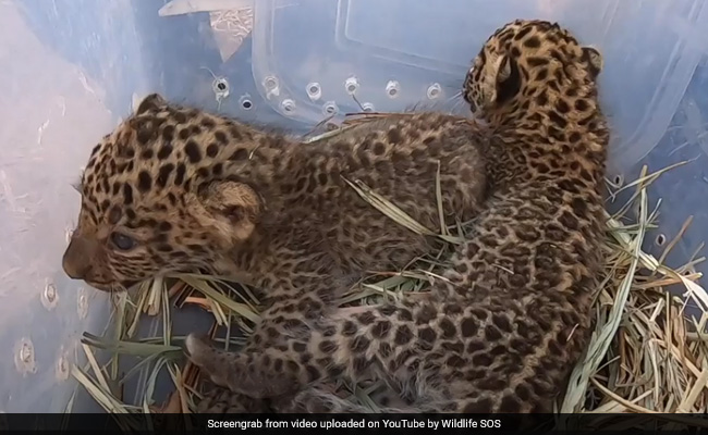Watch: Leopard Cubs Found In Maharashtra Field Reunited With Mother