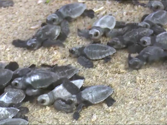 Watch: Large Number Of Baby Turtles Released Into Sea In Tamil Nadu