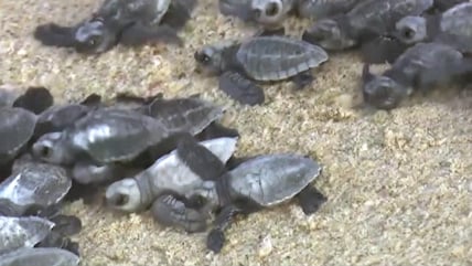 Watch: Large Number Of Baby Turtles Released Into Sea In Tamil Nadu