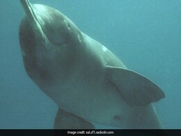 Pregnant Gangetic Dolphin Found Dead In Uttar Pradesh's Bahraich Pregnant Gangetic Dolphin Found Dead In Uttar Pradesh's Bahraich