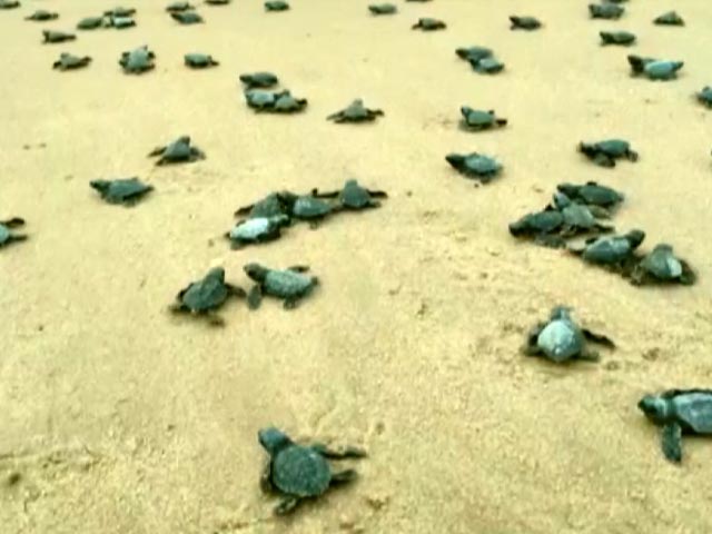 Over 350 Baby Turtles Released Into Sea In Visakhapatnam