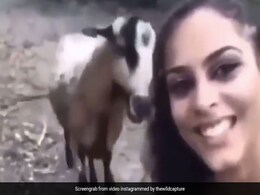Selfie ले रही थी महिला, बकरी को आ गया गुस्सा, कर दिया Attack, लोग बोले- ‘अगली बार हेलमेट पहन लेना’- देखें Video Selfie ले रही थी महिला, बकरी को आ गया गुस्सा, कर दिया Attack, लोग बोले- ‘अगली बार हेलमेट पहन लेना’- देखें Video
