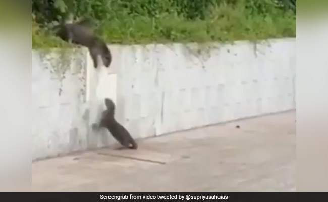 दीवार पर चढ़ नहीं पा रहा था नेवला, तो साथी ने ऐसे की उसकी मदद, लोगों को सिखाया जिंदगी का सबक - देखें Video