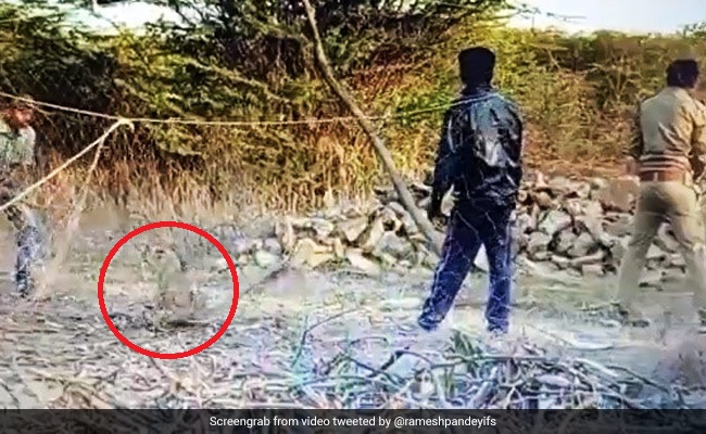 Gujarat Forest Staff Find Lion Cub In Net, Risk Their Lives To Save It. Watch