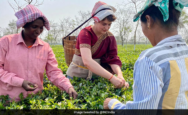 Rs 5,000 Or 5 Leaves? Assam BJP Chief Slams Priyanka Gandhi's "Tea Stunt"