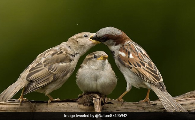 World Sparrow Day 2021: Here Are Sparrow Day Facts And How To Celebrate