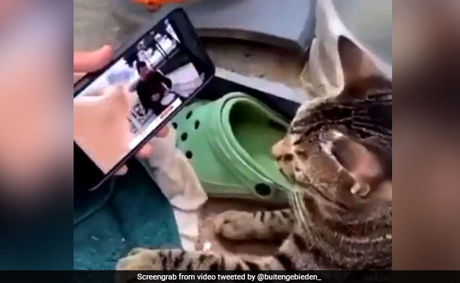 मोबाइल पर वीडियो देख डांस करने लगी बिल्ली, लोगों ने दिए मजेदार रिएक्शन, कहा- So cute - देखें Video