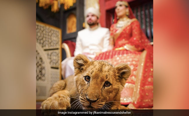 Pakistani Couple Faces Backlash For Using Sedated Lion Cub In Wedding Shoot
