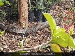 दो खतरनाक सापों के बीच हुई जबरदस्त Fight, एक-दूसरे से लिपटकर ऐसे किया Attack - देखें Shocking Video दो खतरनाक सापों के बीच हुई जबरदस्त Fight, एक-दूसरे से लिपटकर ऐसे किया Attack - देखें Shocking Video
