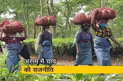 असम विधानसभा चुनाव में चाय बागानों के मजदूर बने मुद्दे, लगातार बीजेपी, कांग्रेस कर रही है वादे असम विधानसभा चुनाव में चाय बागानों के मजदूर बने मुद्दे, लगातार बीजेपी, कांग्रेस कर रही है वादे