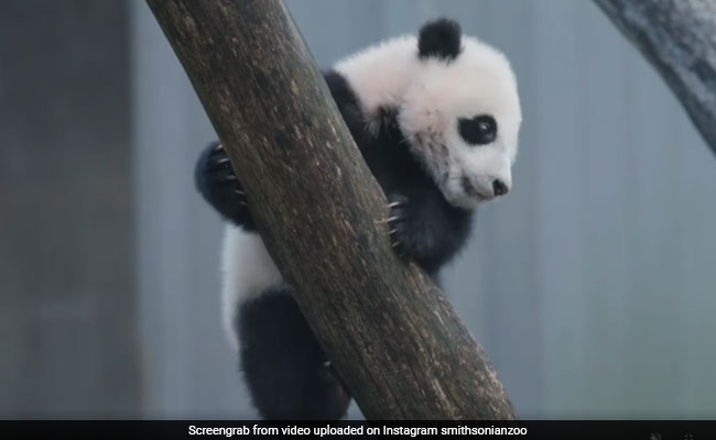 पेड़ को झूला बनाकर Cute Panda ने ऐसे की मस्ती, थककर गिर गया तो किया कुछ ऐसा - देखें Funny Video