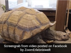 जोड़ों के दर्द से चल नहीं पा रहा था कछुआ, चिड़ियाघर ने किया ऐसा Jugaad, वायरल हुआ Video
