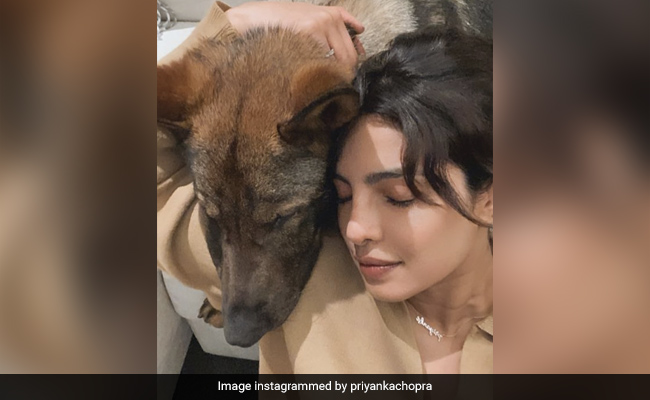 Priyanka Chopra And Furball Gino Send "Virtual Hug" All The Way From London