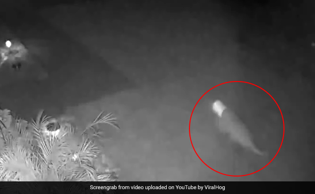 Florida Woman Spots "Baby Dinosaur" In Her Yard. Video Baffles Internet