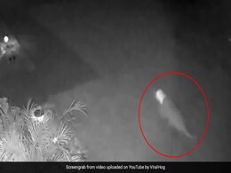 Florida Woman Spots "Baby Dinosaur" In Her Yard. Video Baffles Internet Florida Woman Spots "Baby Dinosaur" In Her Yard. Video Baffles Internet