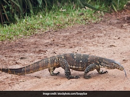 Giant Lizard Creates Chaos At Supermarket Giant Lizard Creates Chaos At Supermarket