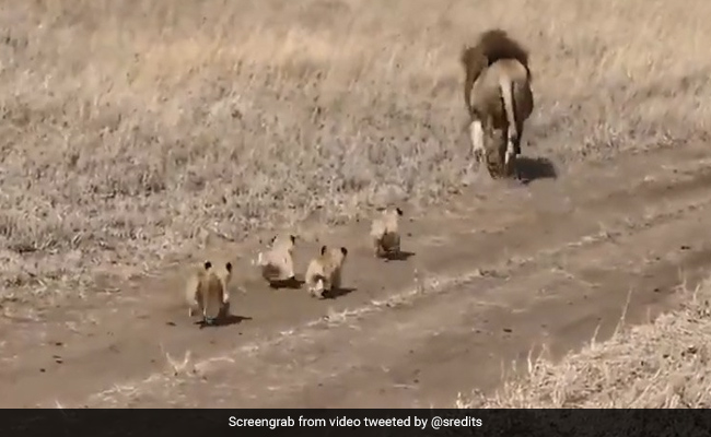 शेर ने बीच जंगल में छोड़ा अपने बच्चों को, तो शावकों ने पीछे लगा दी दौड़ और फिर... देखें Viral Video