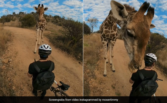 Curious Giraffe Stops Mountain Biker For A Sniff. 10 Million Views For Video
