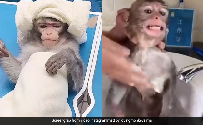 बंदर ने लिया Spa, शॉवर में नहाकर हुआ चकाचक, टॉवेल लपेटकर ऐसे किया रिलैक्स - देखें मजेदार Video