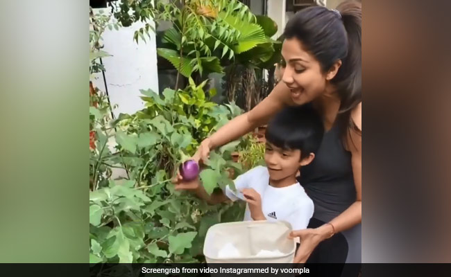 Shilpa Shetty ने बेटे संग गमले से तोड़ निकाले एक किलो बैंगन, बोलीं- आज भरता बनेगा...देखें Video