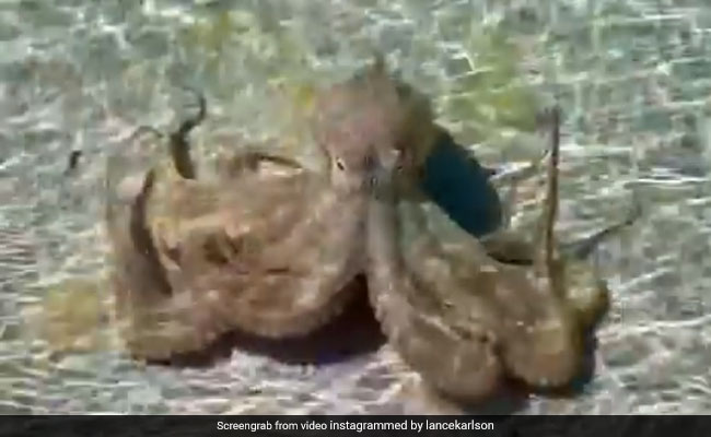 नदी किनारे Octopus को देख रहा था शख्स, तभी जानवर ने कर दिया Attack और फिर... देखें Shocking Video