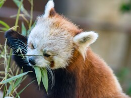 Watch: Red Panda Getting Treat From Puzzle Feeder Is Too Cute To Handle Watch: Red Panda Getting Treat From Puzzle Feeder Is Too Cute To Handle