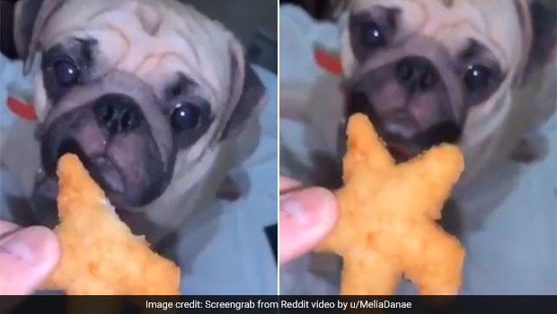 Cuteness Overload! Dog Sweetly Takes A Bite From Human Snack In Video