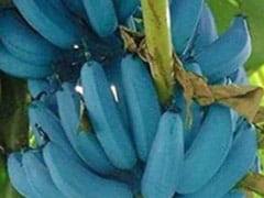 यहां देखें नीले रंग का केला, वनीला आइसक्रीम के जैसा है स्वाद