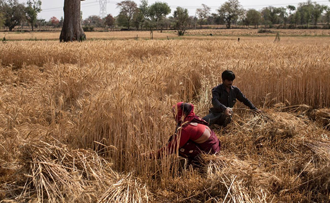 Minimum Support Price Hiked For 6 Crops, Including Wheat
