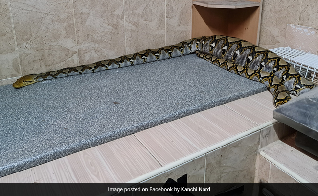 Pet Cat Goes Missing, Later Found Inside Belly Of Huge Snake