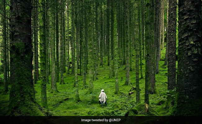 Earth Day 2021: 10 Moving Quotes To Share On Earth Day Today