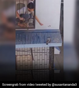Watch: Video Of A Boy Offering Water To Pigeon Wins Internet's Heart