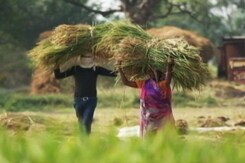 United Nations Declares 2023 As The International Year Of Millets United Nations Declares 2023 As The International Year Of Millets