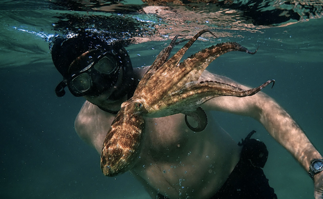 Our Film <I>'My Octopus Teacher'</I> Just Won A BAFTA