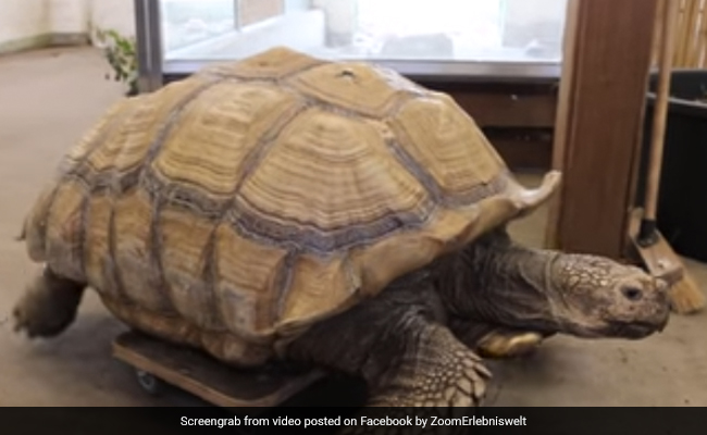 जोड़ों के दर्द से चल नहीं पा रहा था कछुआ, चिड़ियाघर ने किया ऐसा Jugaad, वायरल हुआ Video