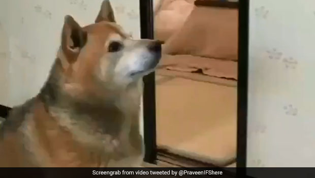 Watch: Funny Video Showing A Hungry Dog Asking For Food Angrily