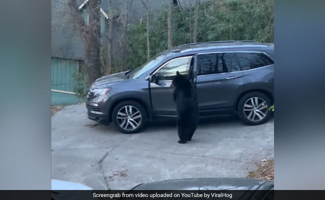 Watch: Bear Stands Upright, Opens Car Door To Steal Snacks