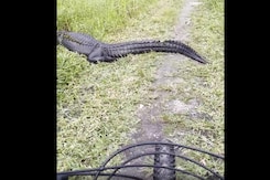 Caught On Camera: A Cyclist's Close Encounter With Alligators Caught On Camera: A Cyclist's Close Encounter With Alligators