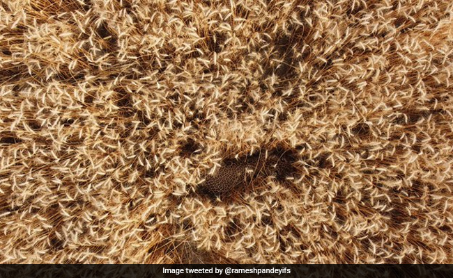 There's An Animal Hidden In This Pic From Uttar Pradesh. Can You See It?