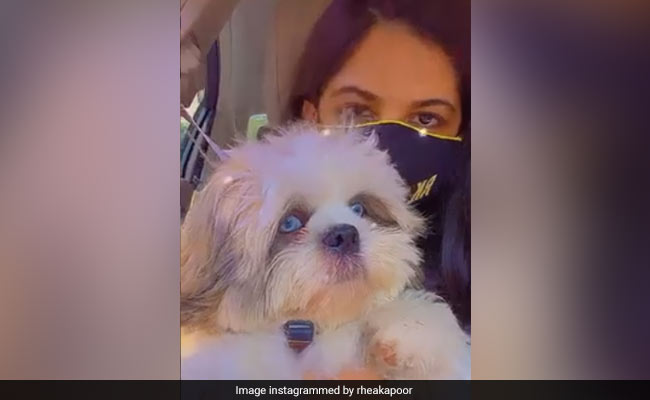 Rhea Kapoor's Adorable Pet Dogs Are "Up To No Good." The Internet Can't Even...