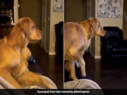 TV पर फिल्म देख रहा था कुत्ता, जैसे ही दिखा खूंखार विलेन, डर के मारे किया कुछ ऐसा - देखें Viral Video TV पर फिल्म देख रहा था कुत्ता, जैसे ही दिखा खूंखार विलेन, डर के मारे किया कुछ ऐसा - देखें Viral Video